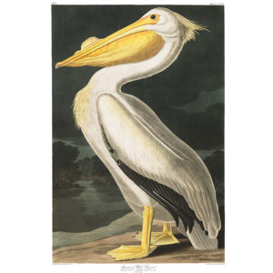 American Pelican Print