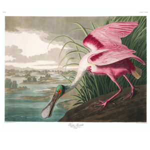 Spoonbill Bird Print
