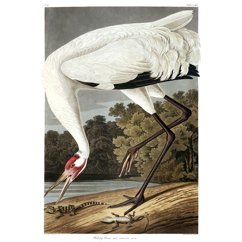 Hooping Crane Print