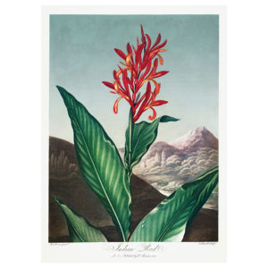 Indian Reed Print
