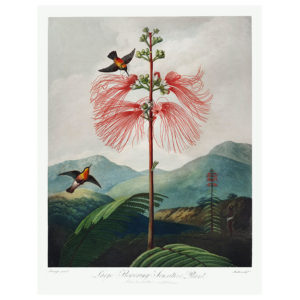 Large Flowering Plant Print