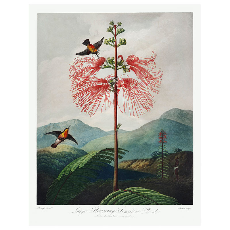 Large Flowering Plant Print