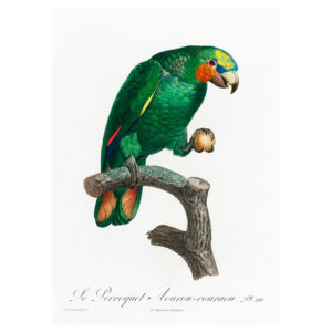 Loro Guaro Print