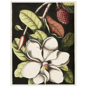 Magnolia II Print