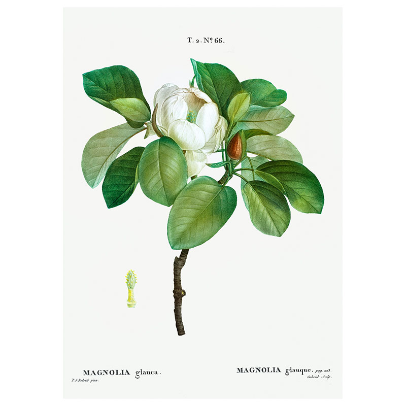 Magnolia Galuca Print