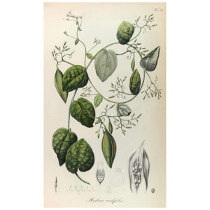 Modecca Codifolia Print