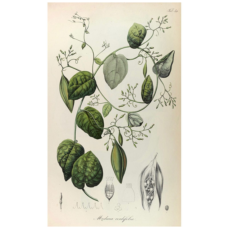Modecca Codifolia Print