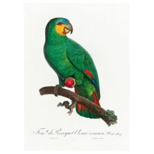 Green Winged Amazon Print