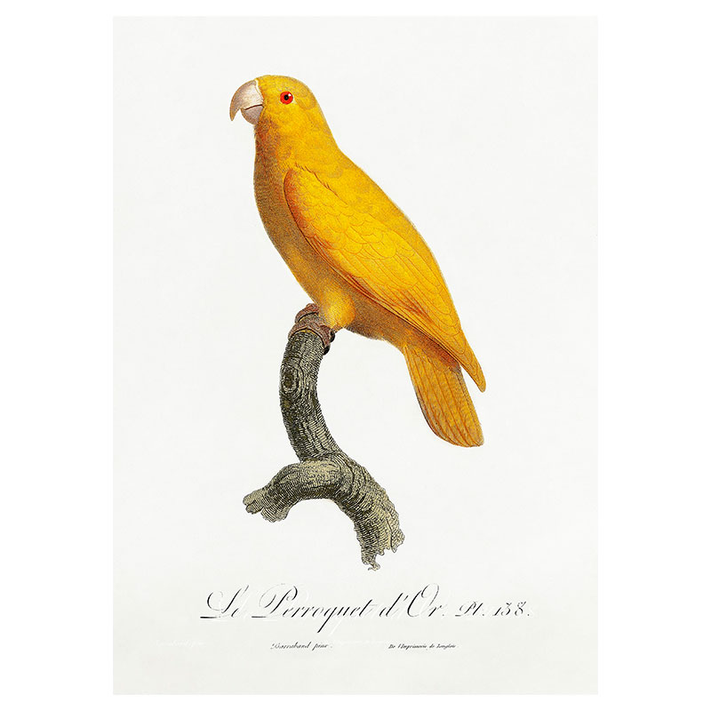 Pacific Parrot Print