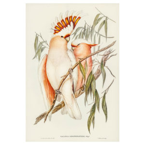 Pink Cockatoo Print