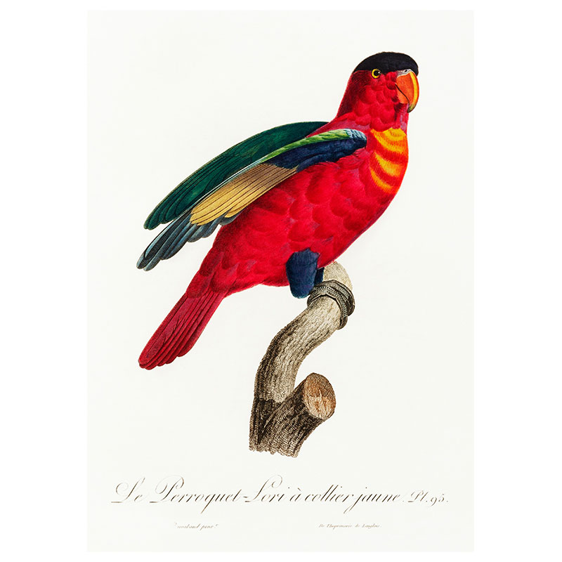 Purple Naped Lory Print