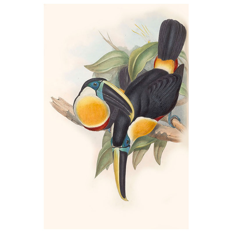 Ramphastos Osculans Print