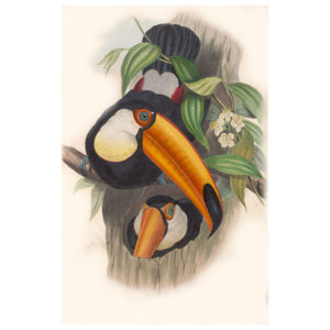 Ramphastos Toco Print