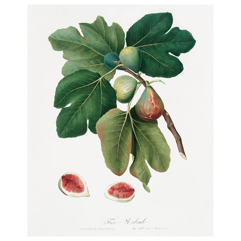 Rosey Fig Print