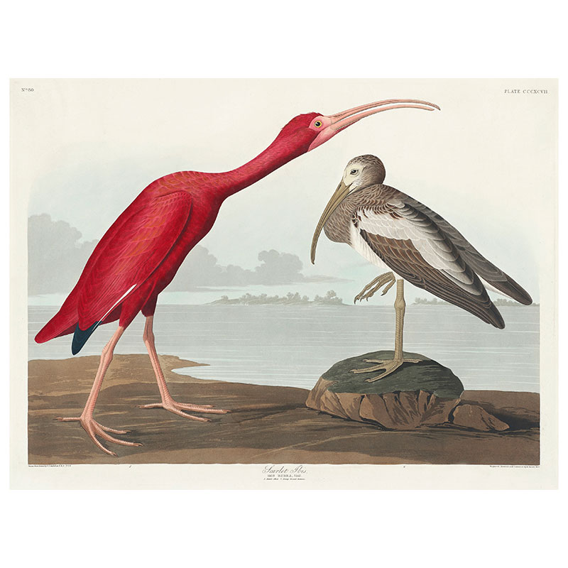 Scarlet Ibis Print