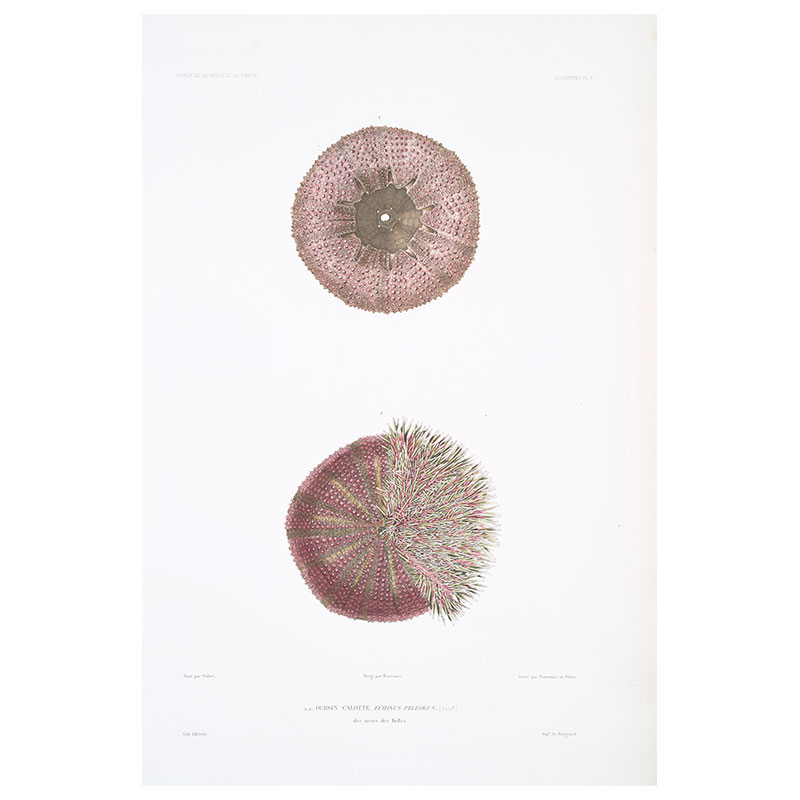 Sea Urchin Plate I Print