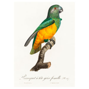 Senegal Parrot Print