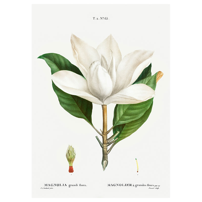 Southern Magnolia Print