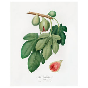 Split Fig Print