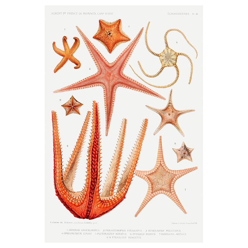 Starfish Variety IV Print