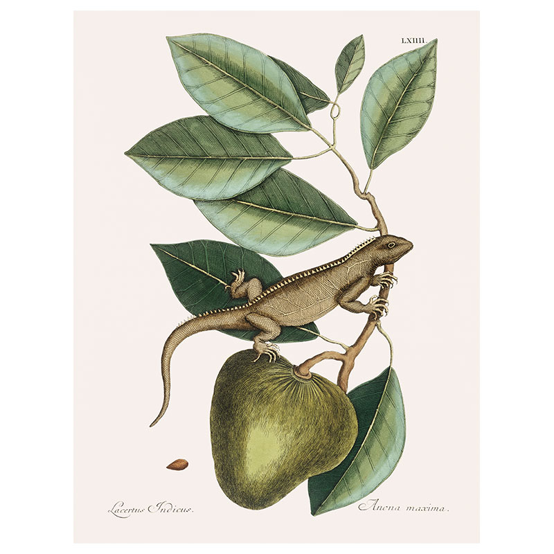 The Iguana Print