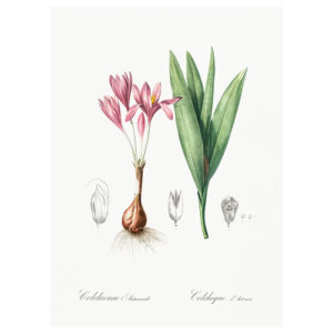 Autumn Crocus Print