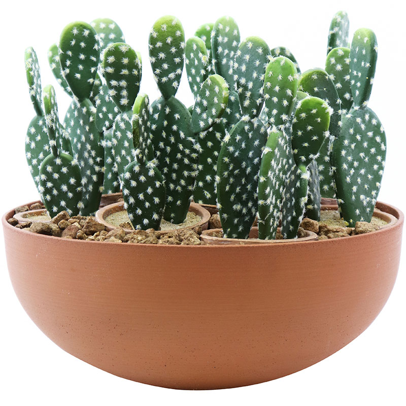 Pear Cactus Arrangement