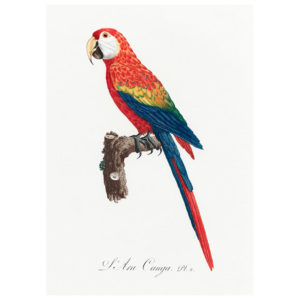 Ara Macaw Print
