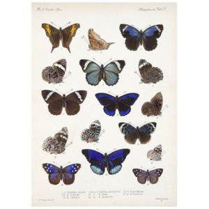 Butterfly Plate 7 Print