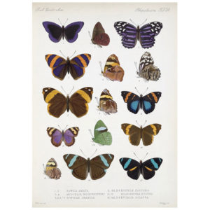 Butterfly Plate 9 Print