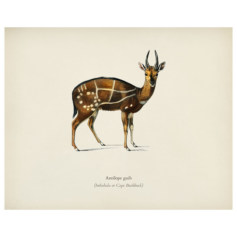 Cape Bushbuck Print