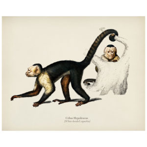 White-Headed Capuchin Print