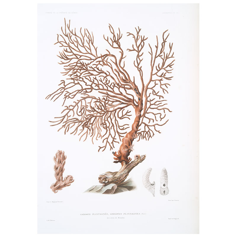 Coral Plate 2 Print