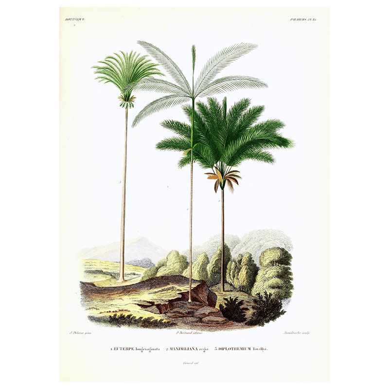 Eurerpe Maximiliana Diplothemium Print - Unframed, A3