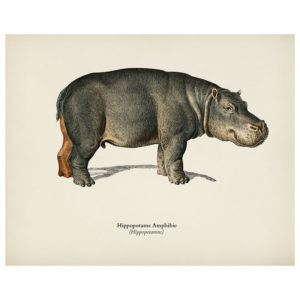 Hippopotamus Print