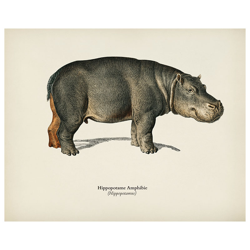 Hippopotamus Print