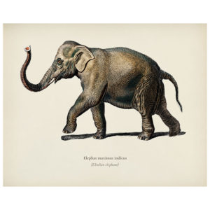 Indian Elephant Print
