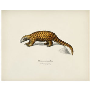 Indian Pangolin Print
