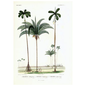 Iriartea Attalea Print