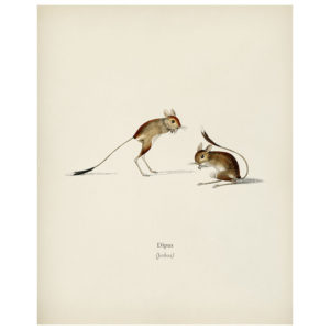 Jerboa Print