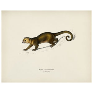 Kinkajou Print