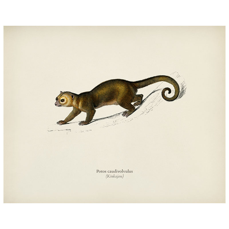 Kinkajou Print