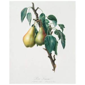 Lemon Pear Print