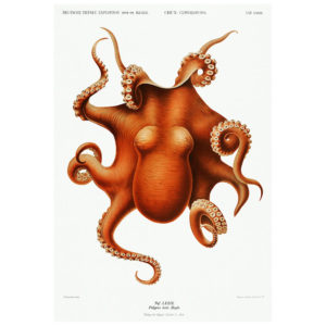 Levis Octopus Print