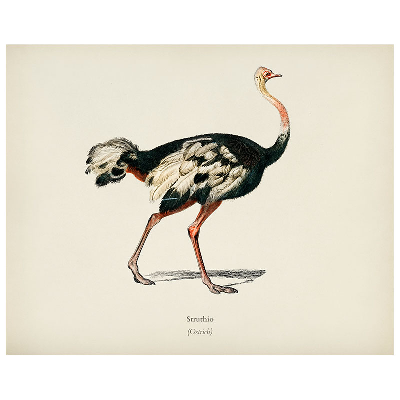 Ostrich Print - Framed, A0