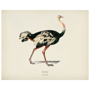 Ostrich Print