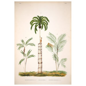 Amylocarpus Guilielma Print