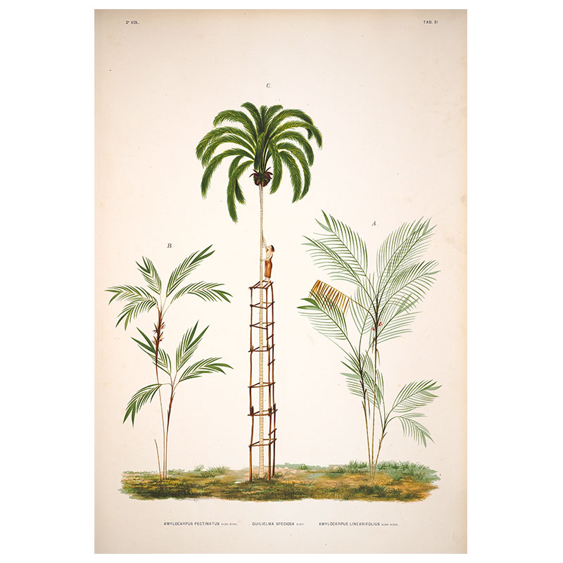Amylocarpus Guilielma Print
