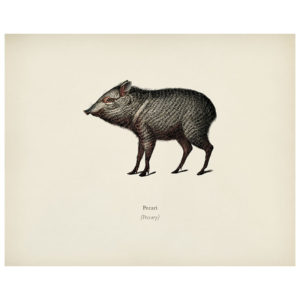 Pecary Print