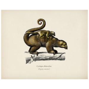 Pygmy Anteater Print